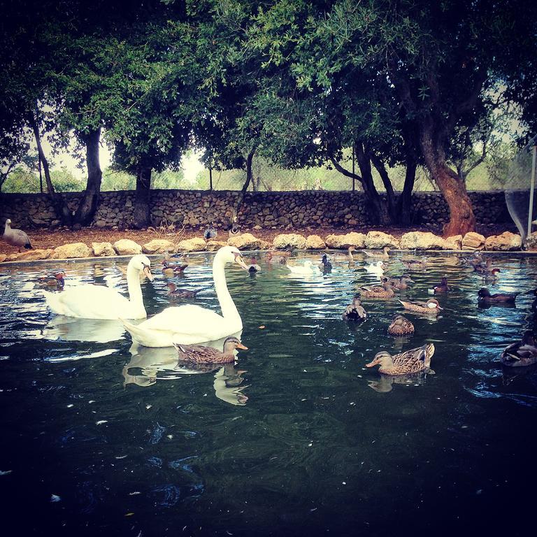 Agriturismo Tenuta Sant'Antonio Cerfignano المظهر الخارجي الصورة