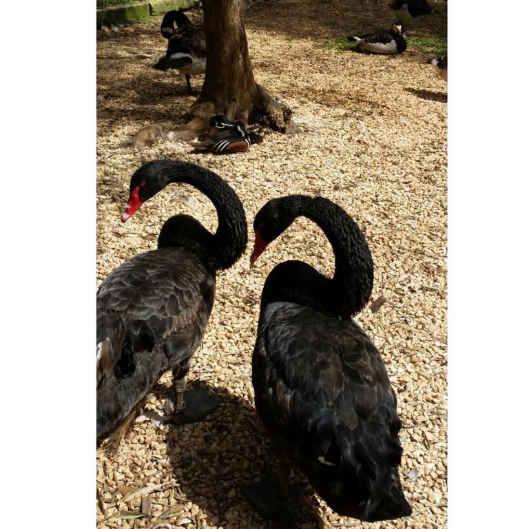 Agriturismo Tenuta Sant'Antonio Cerfignano المظهر الخارجي الصورة