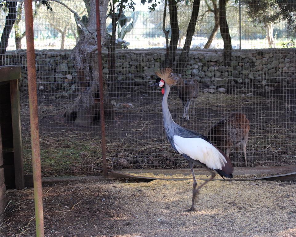 Agriturismo Tenuta Sant'Antonio Cerfignano المظهر الخارجي الصورة